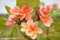 Plumeria India (Frangipani)