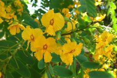 Tipuana tipu (Rosewood Tree)