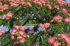 Albizia julibrissin rosea