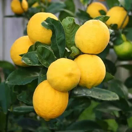 Lemons growing among green leaves