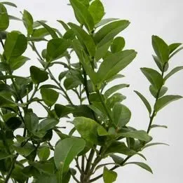 Lime tree foliage