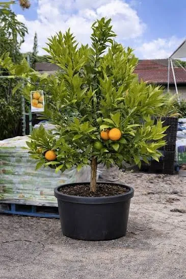 Potted mandarin tree bearing orange fruit