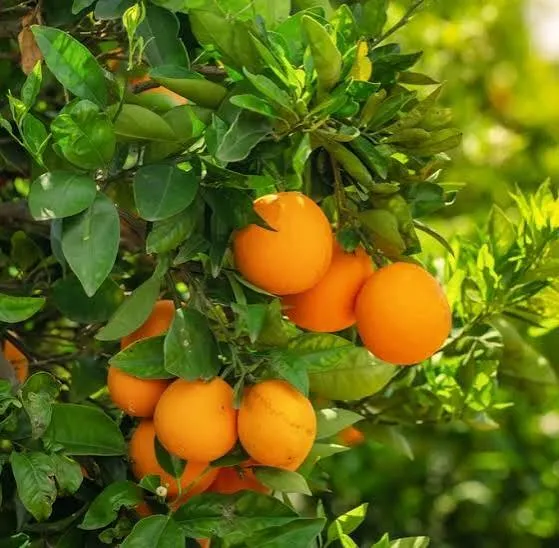 Ripe oranges growing on a leafy tree